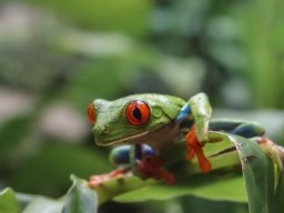 La grenouille aux yeux rouges (Costa Rica)